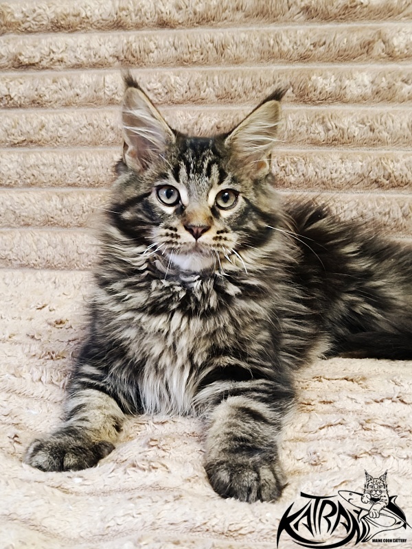 Katran Nash - Kitten maine-coon 3 months