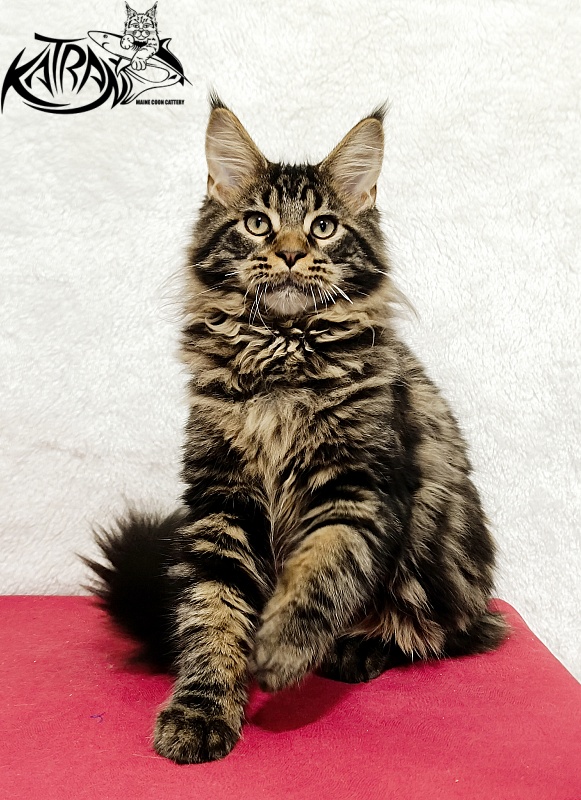 Katran Nash - Kitten maine-coon 4 months