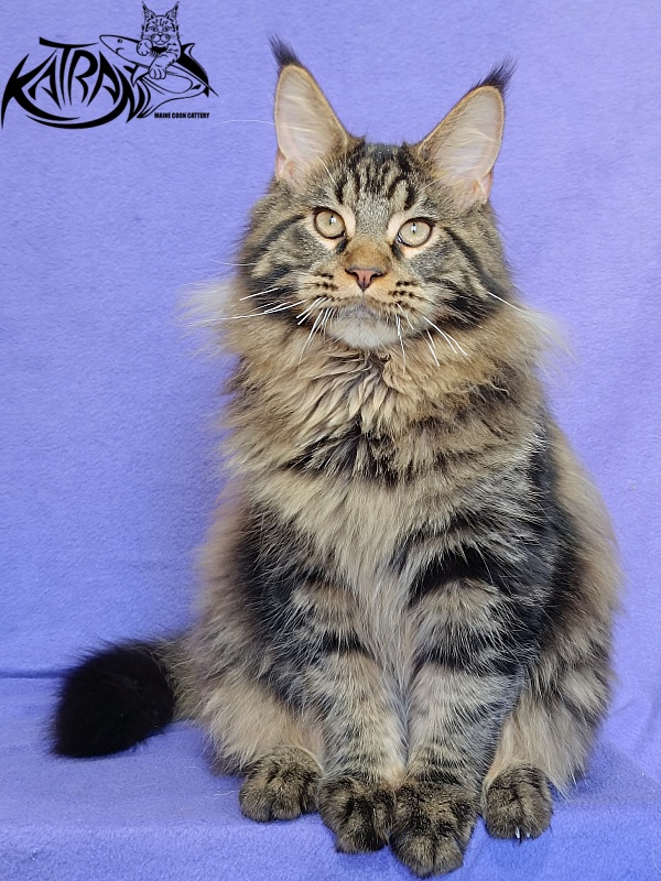 Katran Nash - Kitten maine-coon 6 months