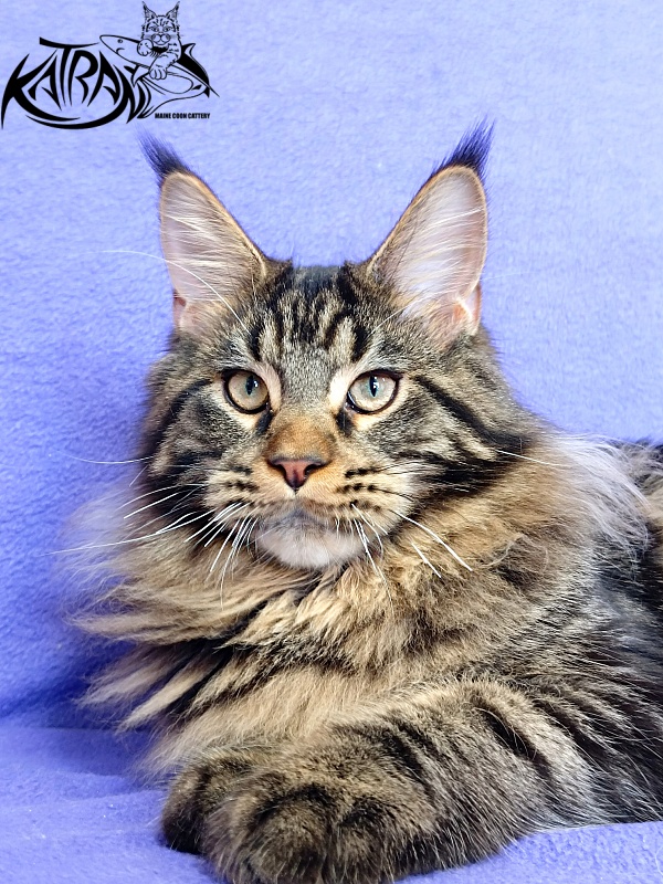 Katran Nash - Kitten maine-coon 6 months