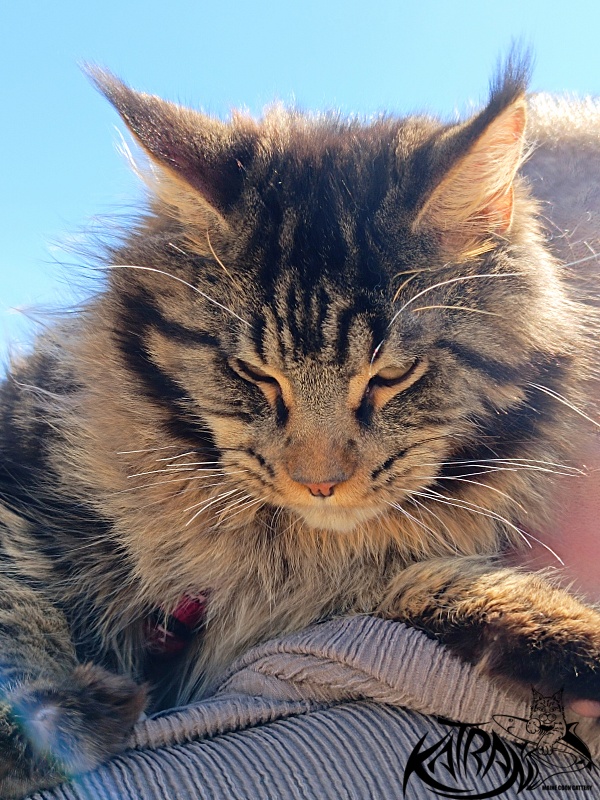 Katran Nash - Junior maine-coon 8 months