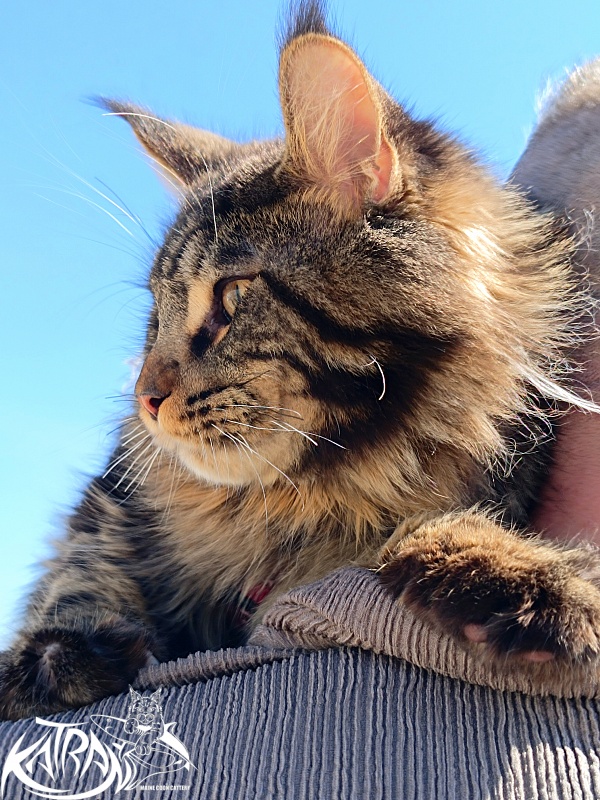 Katran Nash - Junior maine-coon 8 months