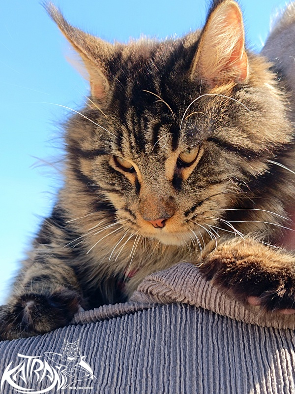 Katran Nash - Junior maine-coon 8 months