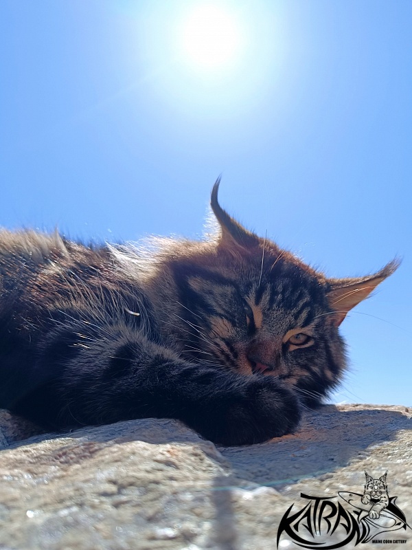 Katran Nash - Junior maine-coon 8 months