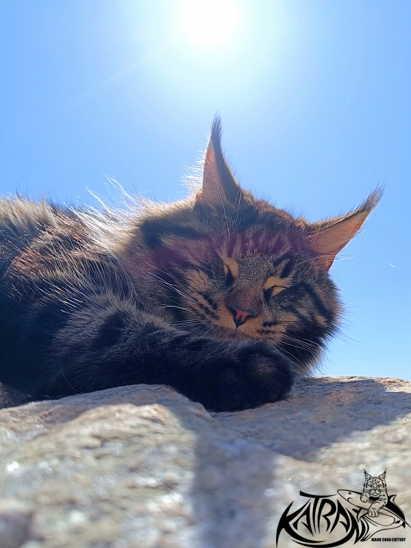 Katran Nash - Junior maine-coon 8 months