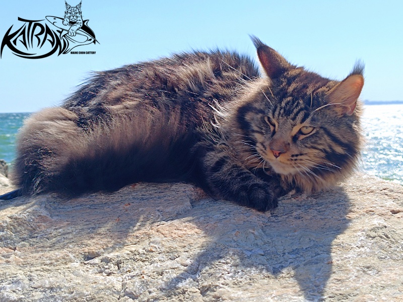 Katran Nash - Junior maine-coon 8 months