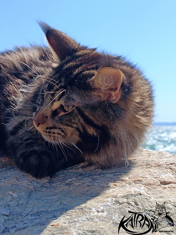Katran Nash - Junior maine-coon 8 months