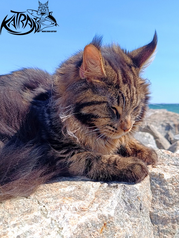 Katran Nash - Junior maine-coon 8 months