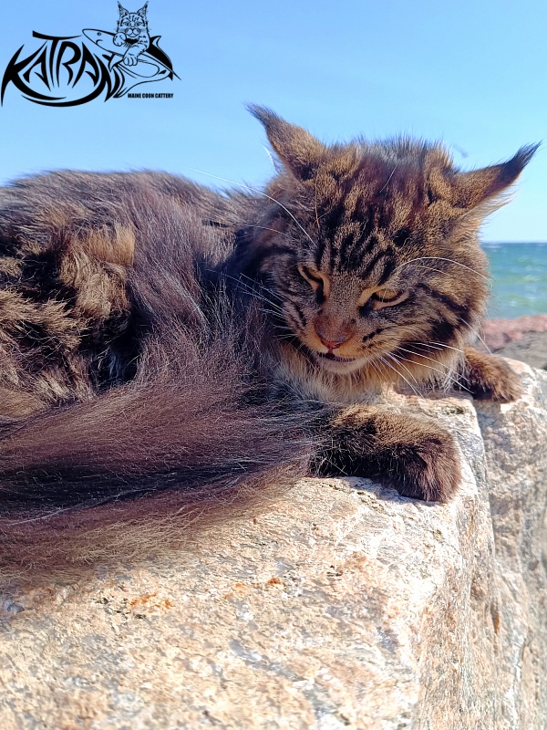 Katran Nash - Junior maine-coon 8 months