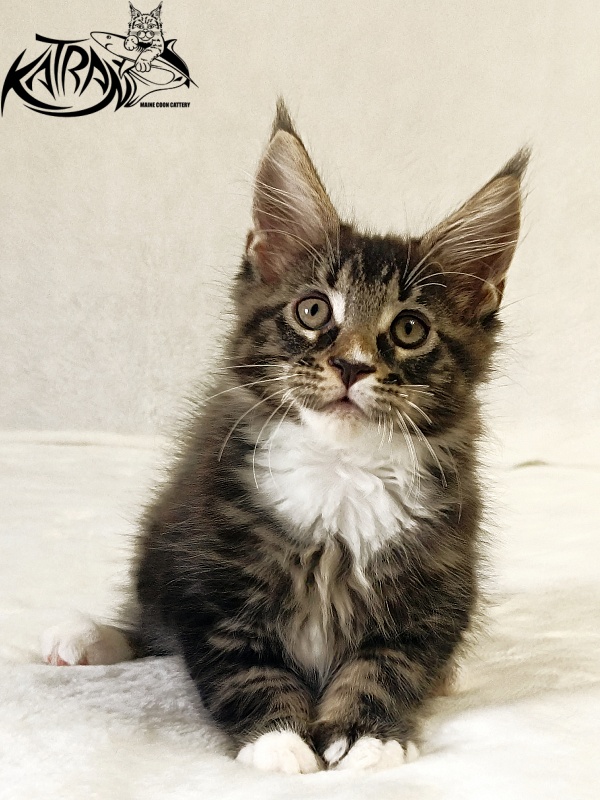 Katran Nick - Kitten maine-coon 2 months