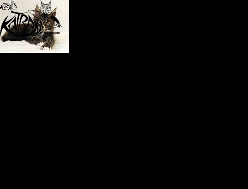 Katran Nick - Kitten maine-coon 2 months
