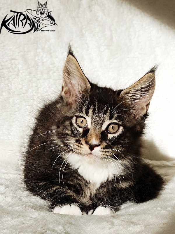 Katran Nick - Kitten maine-coon 2 months