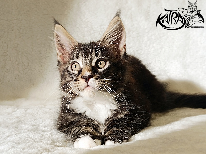Katran Nick - Kitten maine-coon 2 months