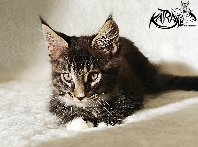 Katran Nick - Kitten maine-coon 2 months