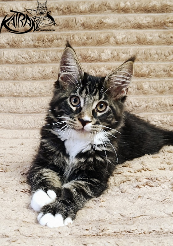 Katran Nick - Kitten maine-coon 3 months
