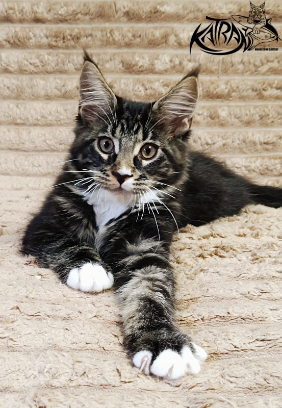 Katran Nick - Kitten maine-coon 3 months