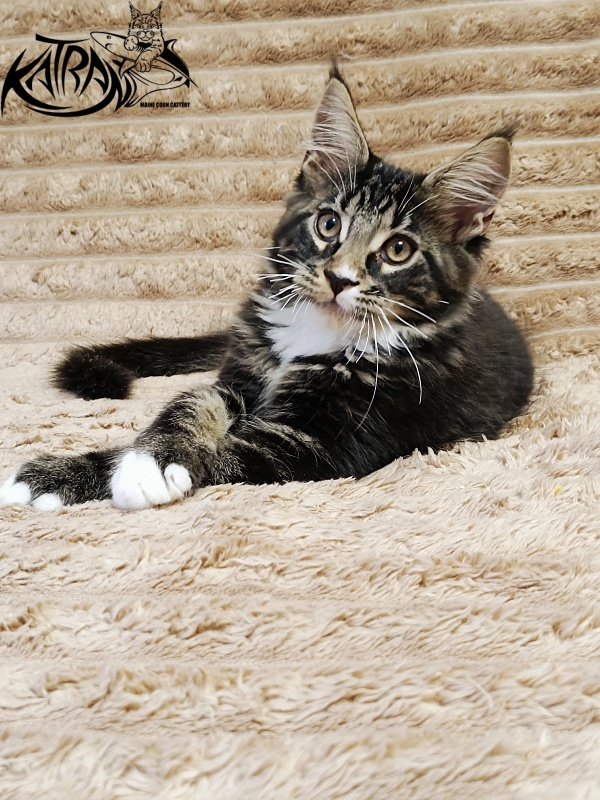 Katran Nick - Kitten maine-coon 3 months