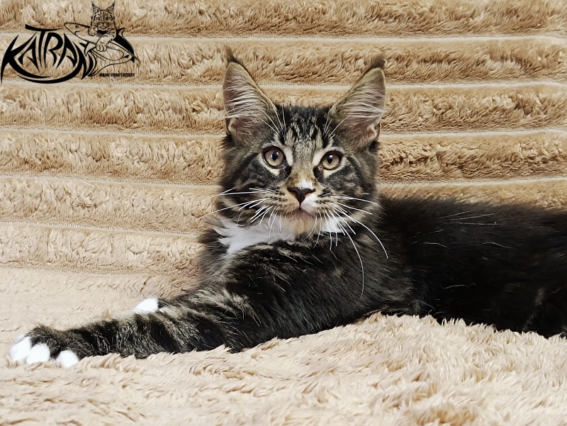 Katran Nick - Kitten maine-coon 3 months