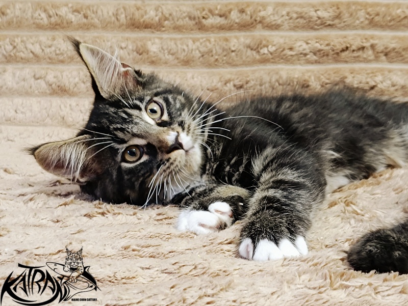 Katran Nick - Kitten maine-coon 3 months