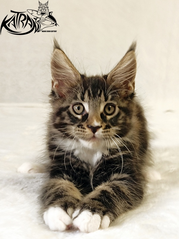Katran Nick - Kitten maine-coon 2 months