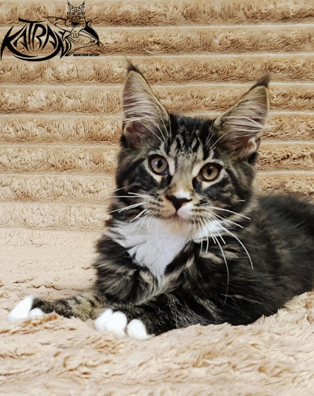 Katran Nick - Kitten maine-coon 3 months