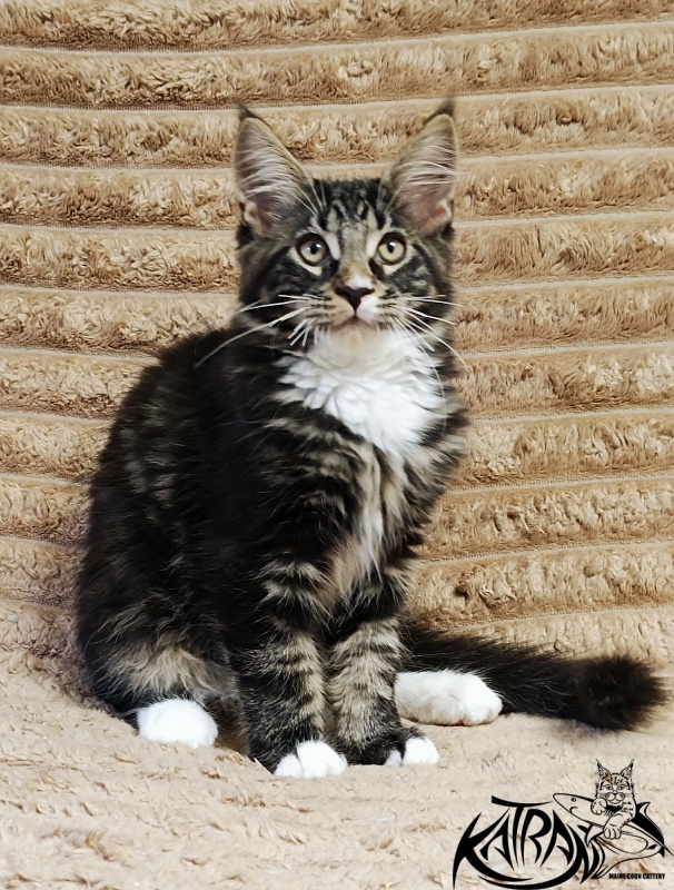 Katran Nick - Kitten maine-coon 3 months