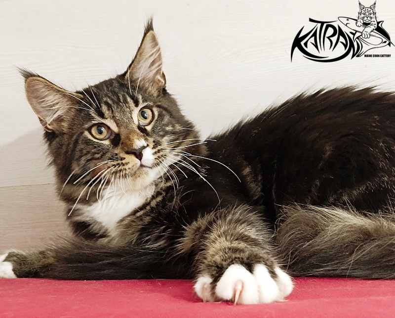 Katran Nick - Kitten maine-coon 4 months