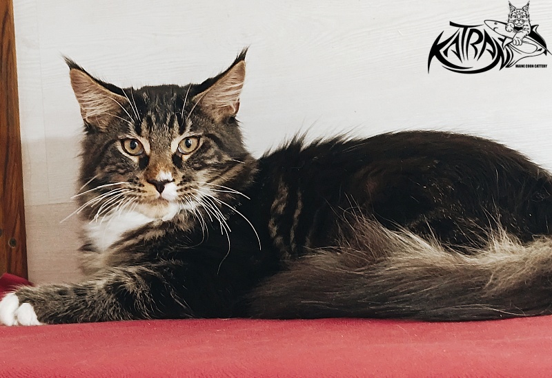 Katran Nick - Kitten maine-coon 4 months
