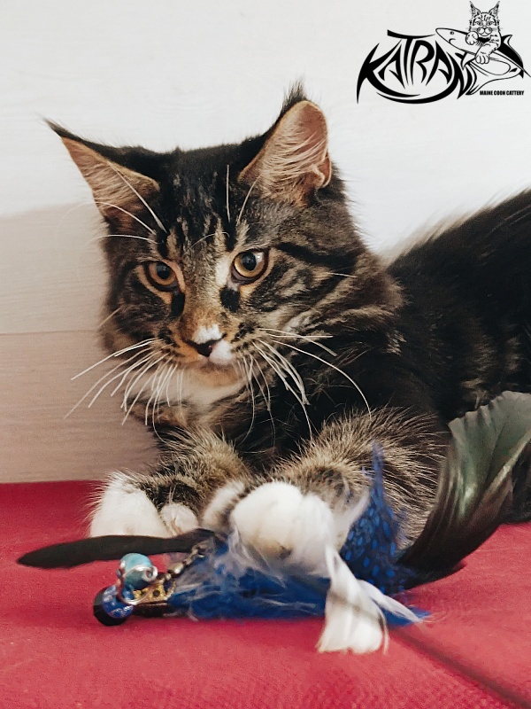 Katran Nick - Kitten maine-coon 4 months
