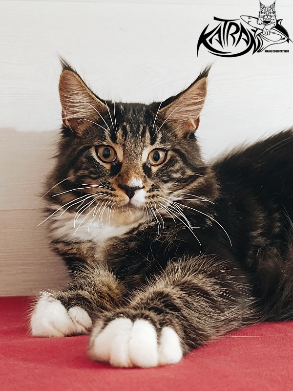 Katran Nick - Kitten maine-coon 4 months