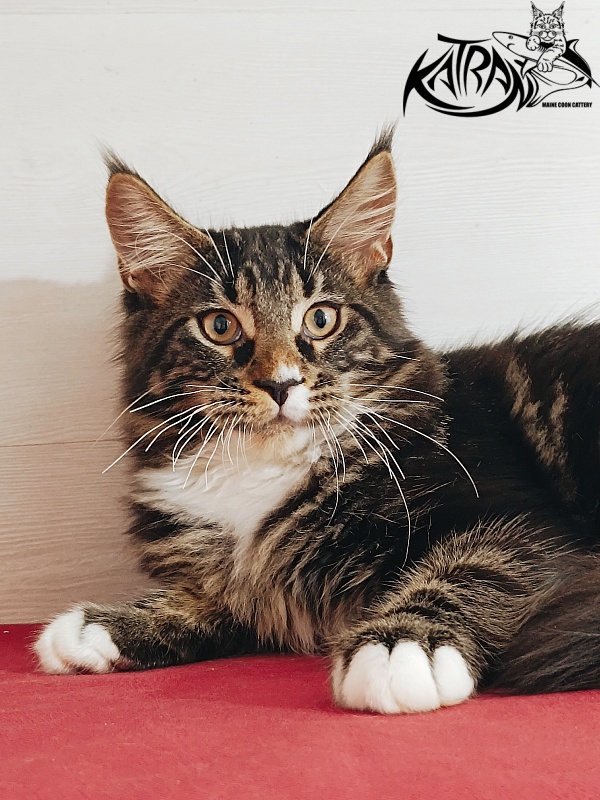 Katran Nick - Kitten maine-coon 4 months