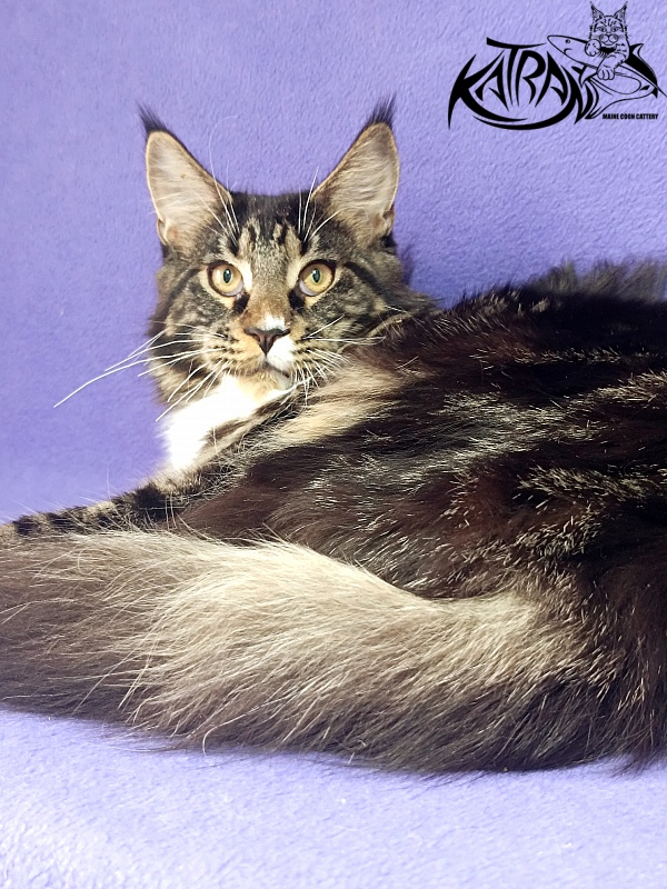 Katran Nick - Kitten maine-coon 6.5 months