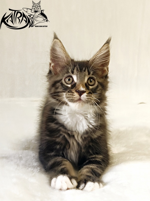 Katran Nick - Kitten maine-coon 2 months