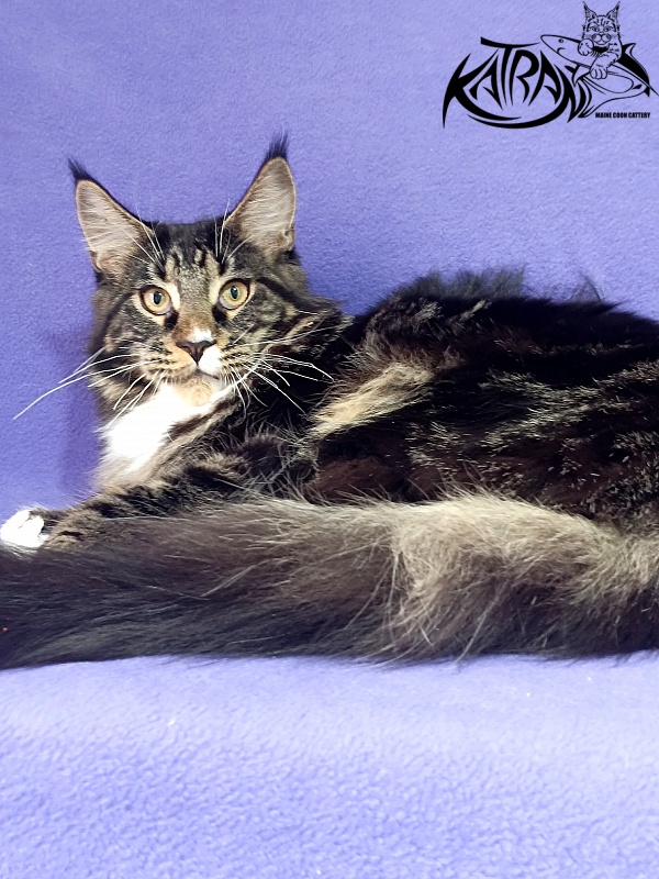 Katran Nick - Kitten maine-coon 6.5 months
