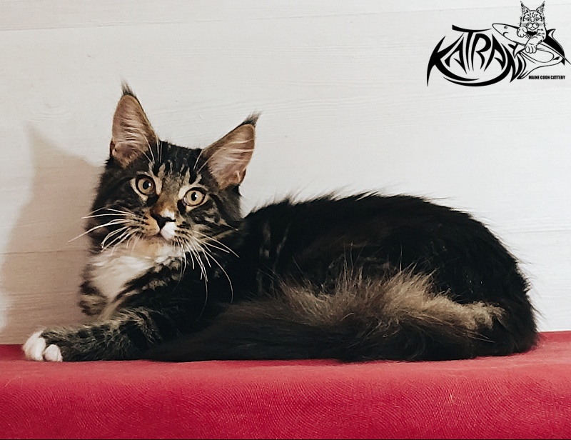 Katran Nick - Kitten maine-coon 4 months