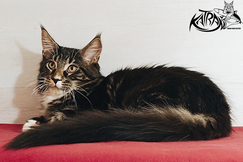 Katran Nick - Kitten maine-coon 4 months