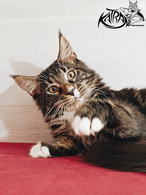 Katran Nick - Kitten maine-coon 4 months