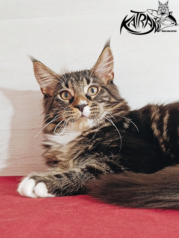 Katran Nick - Kitten maine-coon 4 months