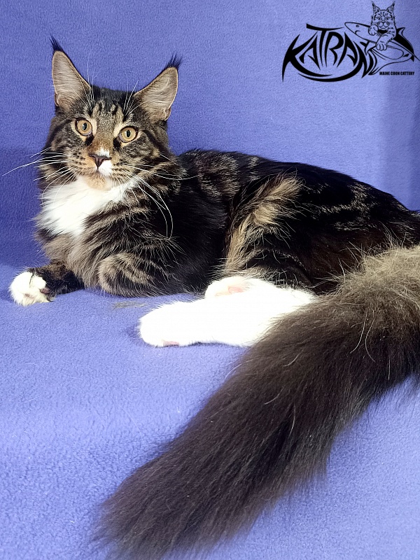 Katran Nick - Kitten maine-coon 6.5 months