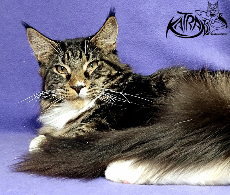 Katran Nick - Kitten maine-coon 6.5 months