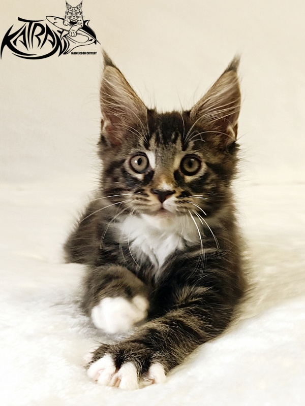 Katran Nick - Kitten maine-coon 2 months