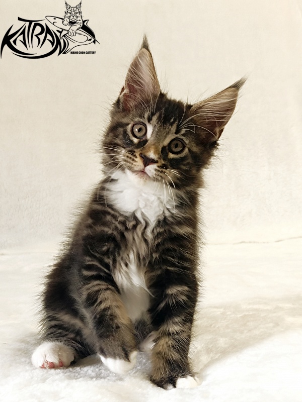 Katran Nick - Kitten maine-coon 2 months