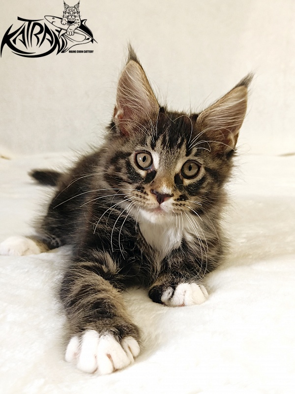 Katran Nick - Kitten maine-coon 2 months