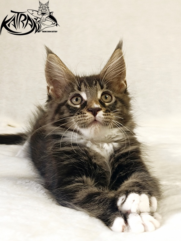 Katran Nick - Kitten maine-coon 2 months