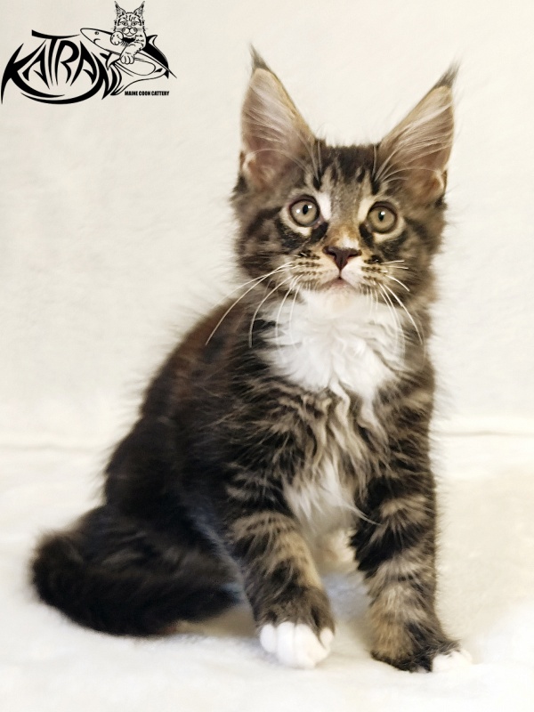 Katran Nick - Kitten maine-coon 2 months