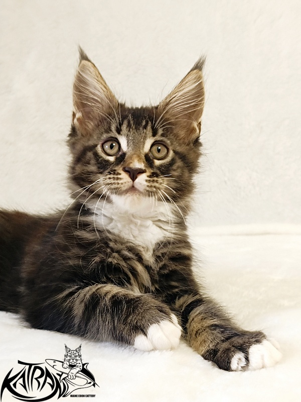 Katran Nick - Kitten maine-coon 2 months