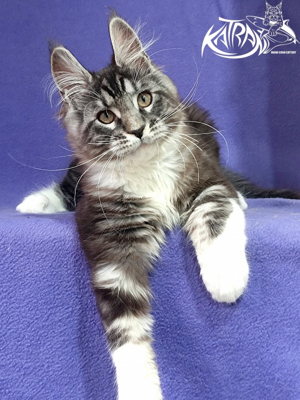 Katran Ozzy - Kitten maine-coon 2 months 3 weeks