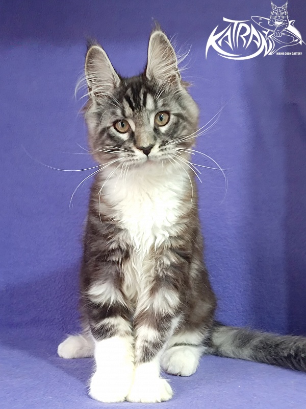 Katran Ozzy - Kitten maine-coon 2 months 3 weeks