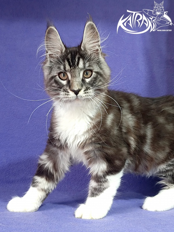 Katran Ozzy - Kitten maine-coon 2 months 3 weeks