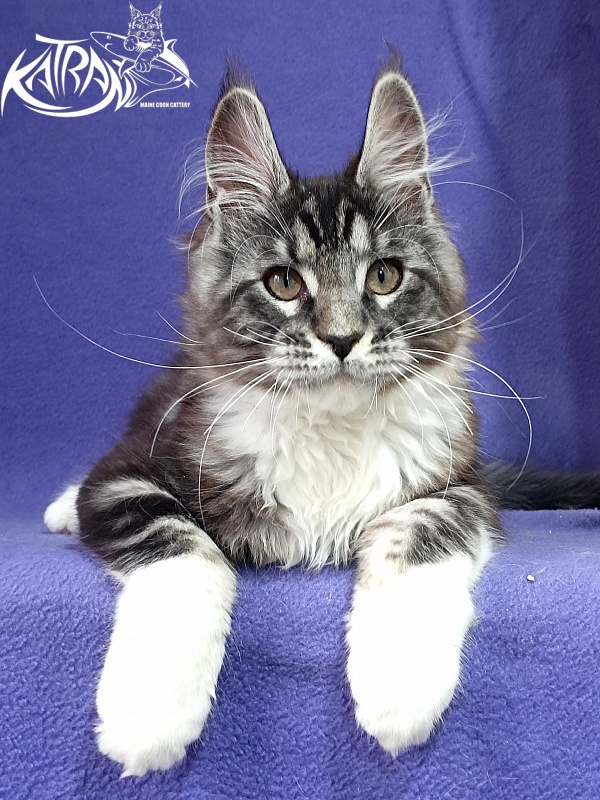 Katran Ozzy - Kitten maine-coon 2 months 3 weeks
